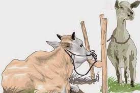 Ilustrasi Hewan Kurban
