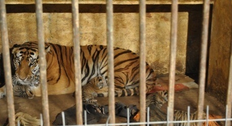 Ilustrasi gambar Harimau Sumatera di kandang