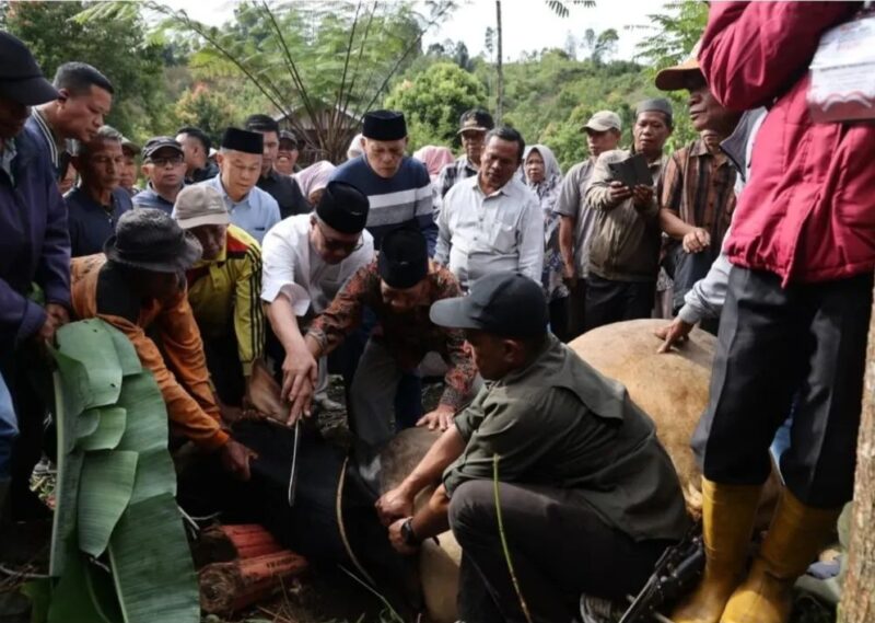 Sapi Kurban 846 Kg dari Presiden Prabowo, Diserahkan Langsung oleh Wako dan Wawako ke Masyarakat