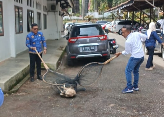 Antisipasi Rabies dan Dukung Kota Sehat
