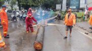 Pohon Tumbang Tewaskan Pengemudi Lexus
