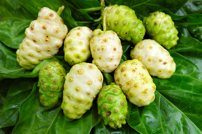 7 Manfaat Buah Mengkudu