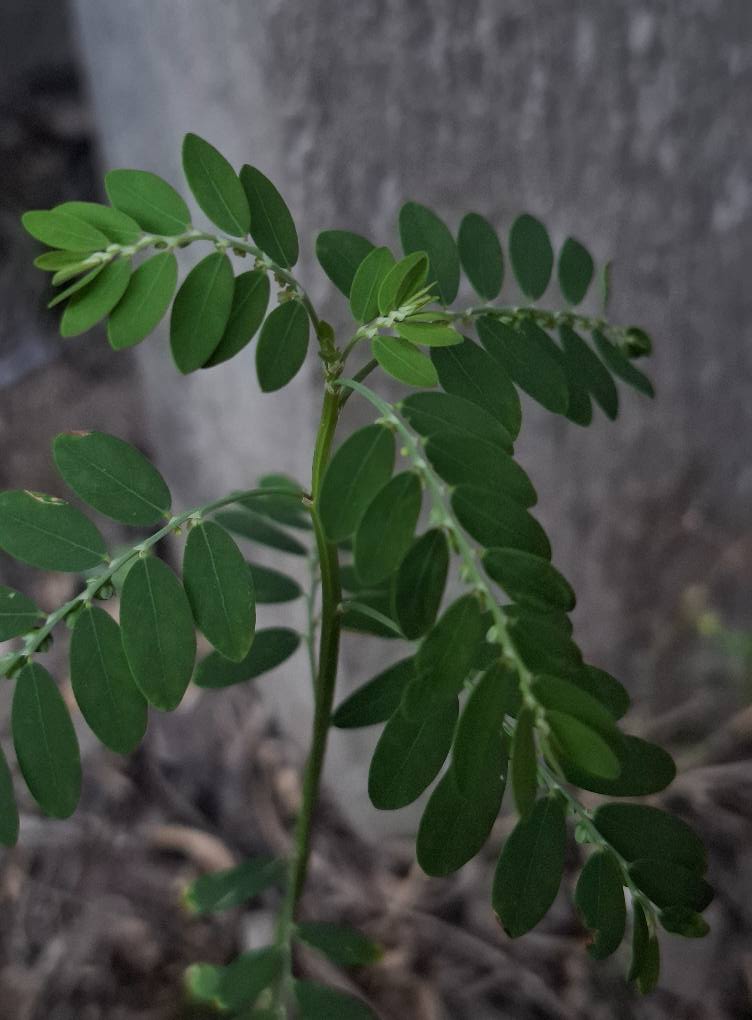 Meniran Hijau, Tanaman Liar dengan Segudang Khasiat Kesehatan