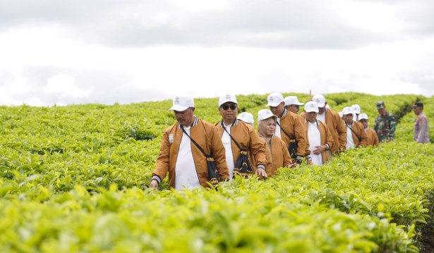 Satu Abad Kebun Teh Kayu Aro Warisan Hijau Kerinci