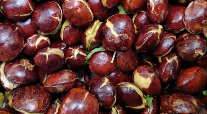 5 Manfaat Komsusi Jengkol Untuk