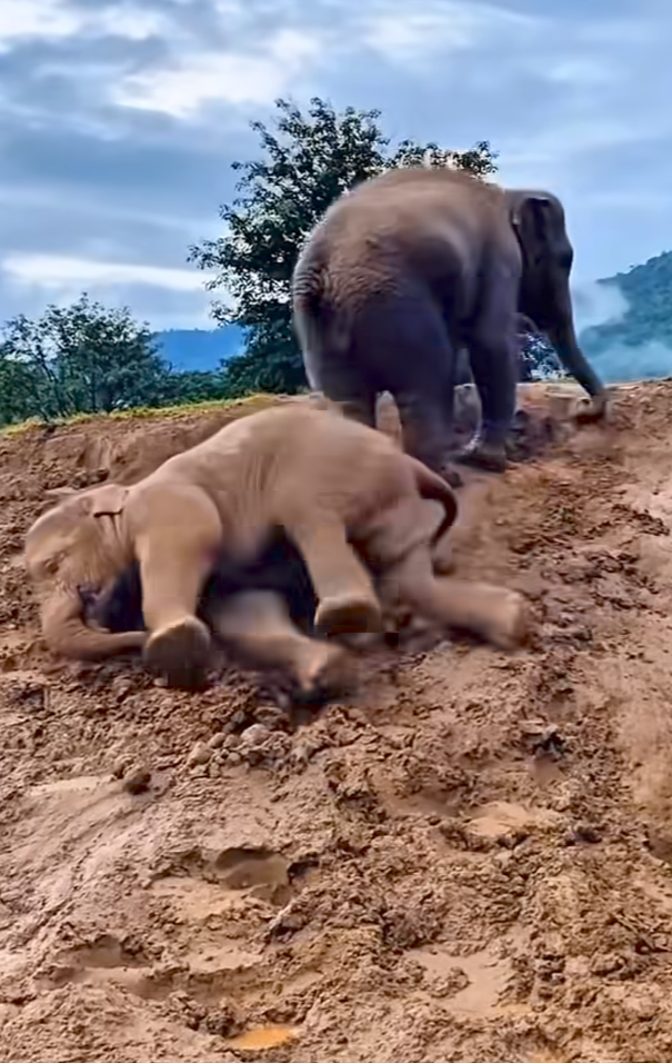 Prabowo Serahkan 90 Ribu Ha Lahan di Aceh untuk Perlindungan Gajah (Foto Instagram)