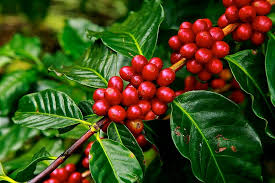 Manfaat daun kopi terbukti membantu menurunkan tekanan darah, melawan radikal bebas, hingga meningkatkan metabolisme. Cari tahu semua manfaatnya di sini.