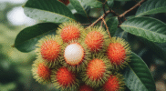 buatkan gambar buah rambutan dan daun