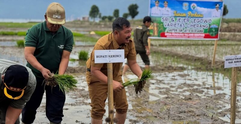 Bupati Kerinci Monadi memimpin langsung kegiatan tanam padi bersama masyarakat dan pemerintah desa, Selasa (20/1/26)