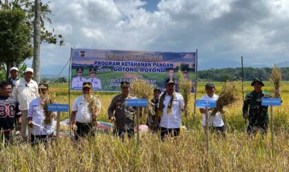 Bupati Kerinci bersama warga melaksanakan panen padi perdana dalam rangka Program Ketahanan Pangan di Desa Baru Semerah. (11/2/26)