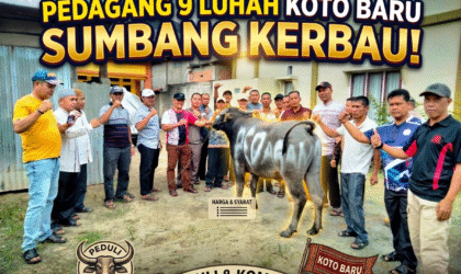 Pedagang 6 Desa Koto Baru Sumbang Kerbau untuk Kenduri SKO