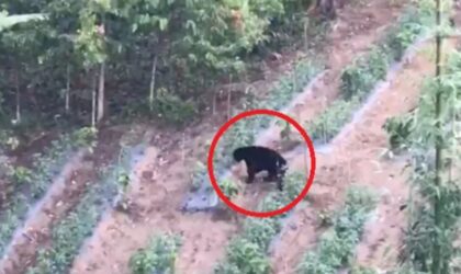 Beruang Masuk Kebun Warga di Kerinci BBTNKS Ingatkan Warga