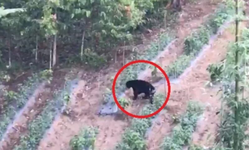 Beruang Masuk Kebun Warga di Kerinci BBTNKS Ingatkan Warga