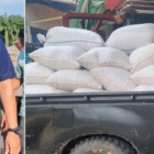 Panen Perdana 5,6 Ton, Jagung Merangin Diborong Bulog (foto diskominfo kabupaten merangin)