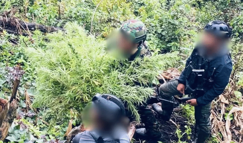 Satgas TNI Temukan Ladang Ganja Ratusan Batang di Papua (Satgas TNI Temukan Ladang Ganja Ratusan Batang di Papua (Foto. TNI)