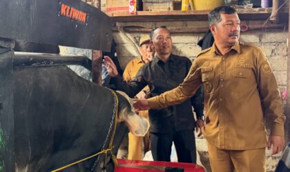 Bupati Kerinci Tinjau Sapi Kurban Presiden RI Berbobot 945 Kg