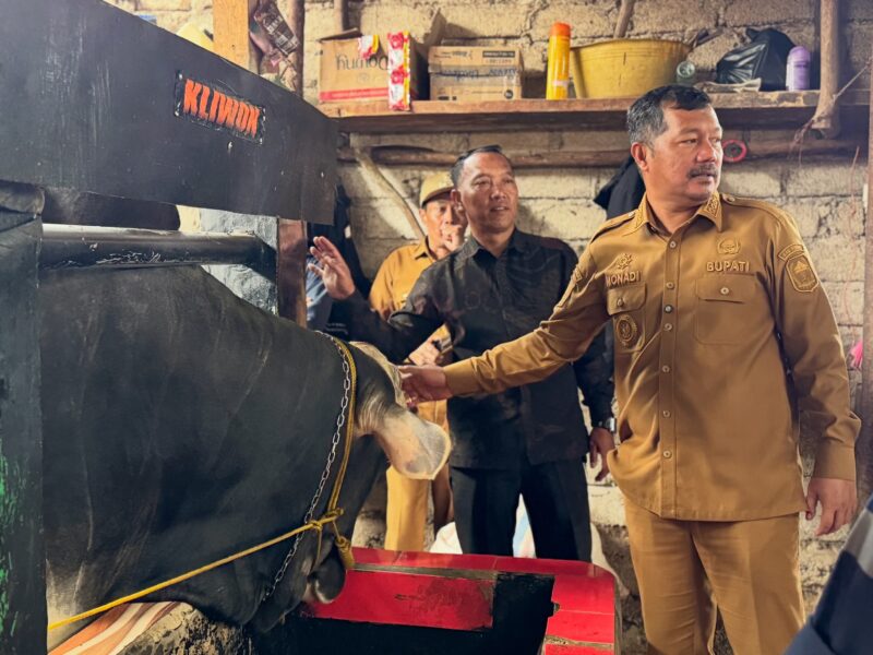 Bupati Kerinci Tinjau Sapi Kurban Presiden RI Berbobot 945 Kg