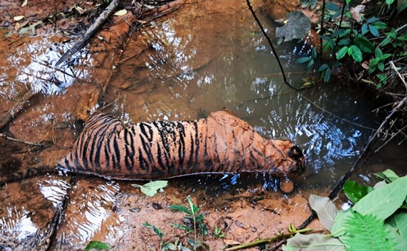 Bangkai Harimau Sumatera Gegerkan Mukomuko