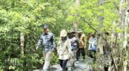 Wabup Katamso Dampingi Verifikasi Mangrove Pangkal Babu