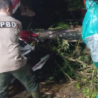 Cuaca Ekstrem Terjang Padang, Belasan Pohon Tumbang Tutup Akses Jalan
