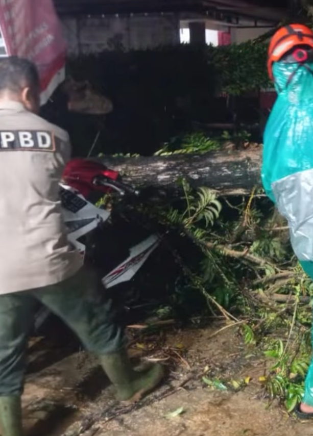 Cuaca Ekstrem Terjang Padang, Belasan Pohon Tumbang Tutup Akses Jalan
