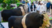 Sapi Kurban Presiden di Sarolangun Jadi Perhatian Warga