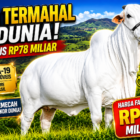 Sapi Termahal di Dunia Rp78 Miliar Ternyata Berasal Dari Negara ini