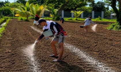 Alasan Lapas Terbuka Kendal Pilih Budidaya Terung Ungu di Lahan 2.700 M²