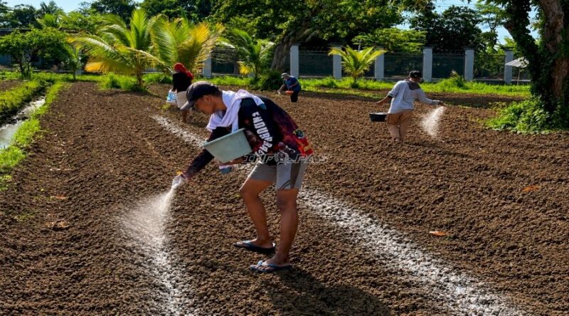 Alasan Lapas Terbuka Kendal Pilih Budidaya Terung Ungu di Lahan 2.700 M² (Foto Info_Pas)