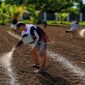 Alasan Lapas Terbuka Kendal Pilih Budidaya Terung Ungu di Lahan 2.700 M² (Foto Info_Pas)