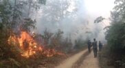 Karhutla Bungo Meluas, 15 Hektare Lahan Terbakar