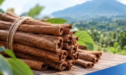Kerinci Bidik Pasar Eropa, Siapkan 1 Juta Bibit Kulit Manis
