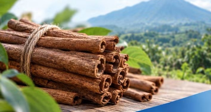 Kerinci Bidik Pasar Eropa, Siapkan 1 Juta Bibit Kulit Manis