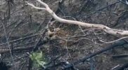 Lahan Karhutla 5,9 Hektare Ditanami Sawit di Kawasan Hutan Dharmasraya