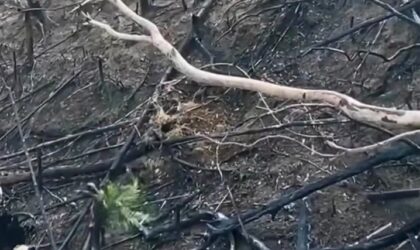 Lahan Karhutla 5,9 Hektare Ditanami Sawit di Kawasan Hutan Dharmasraya