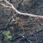 Lahan Karhutla 5,9 Hektare Ditanami Sawit di Kawasan Hutan Dharmasraya